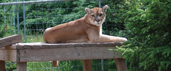 Max In Memory The Wildcat Sanctuary 5912