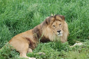 Aslan_lion_lying_in_the_grass