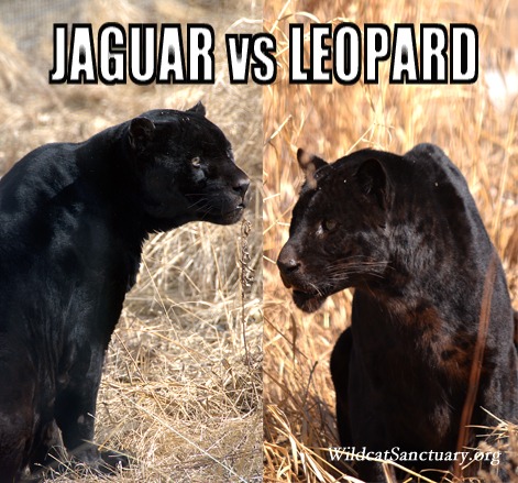 Jaguar vs leopard meme - The Wildcat Sanctuary