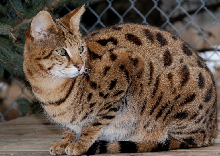 Whats The Real Cost Of A Hybrid Cat Like A Bengal Or Savannah 7452