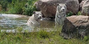 All You Have Ever Wanted To Know About White Tigers