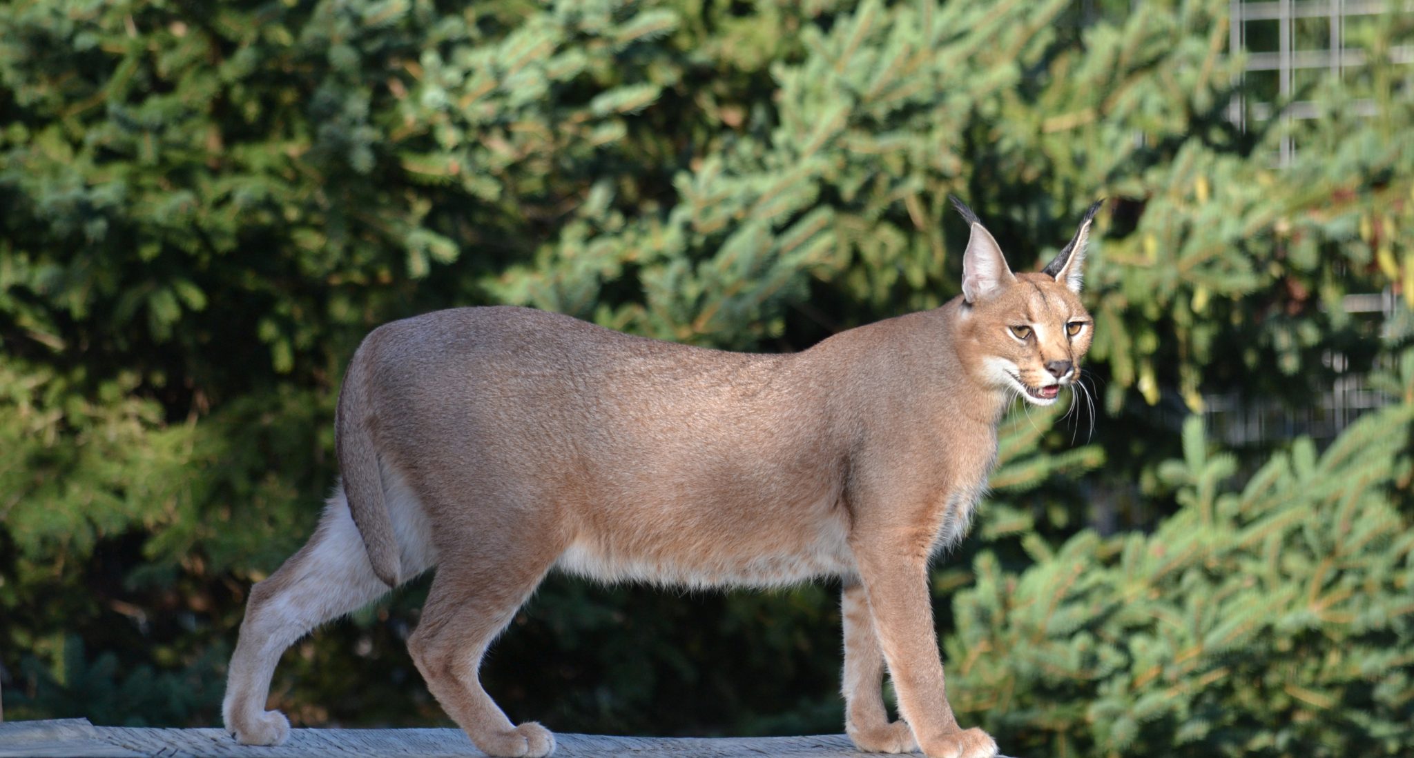 Small and Medium Wild Cats - The Wildcat Sanctuary