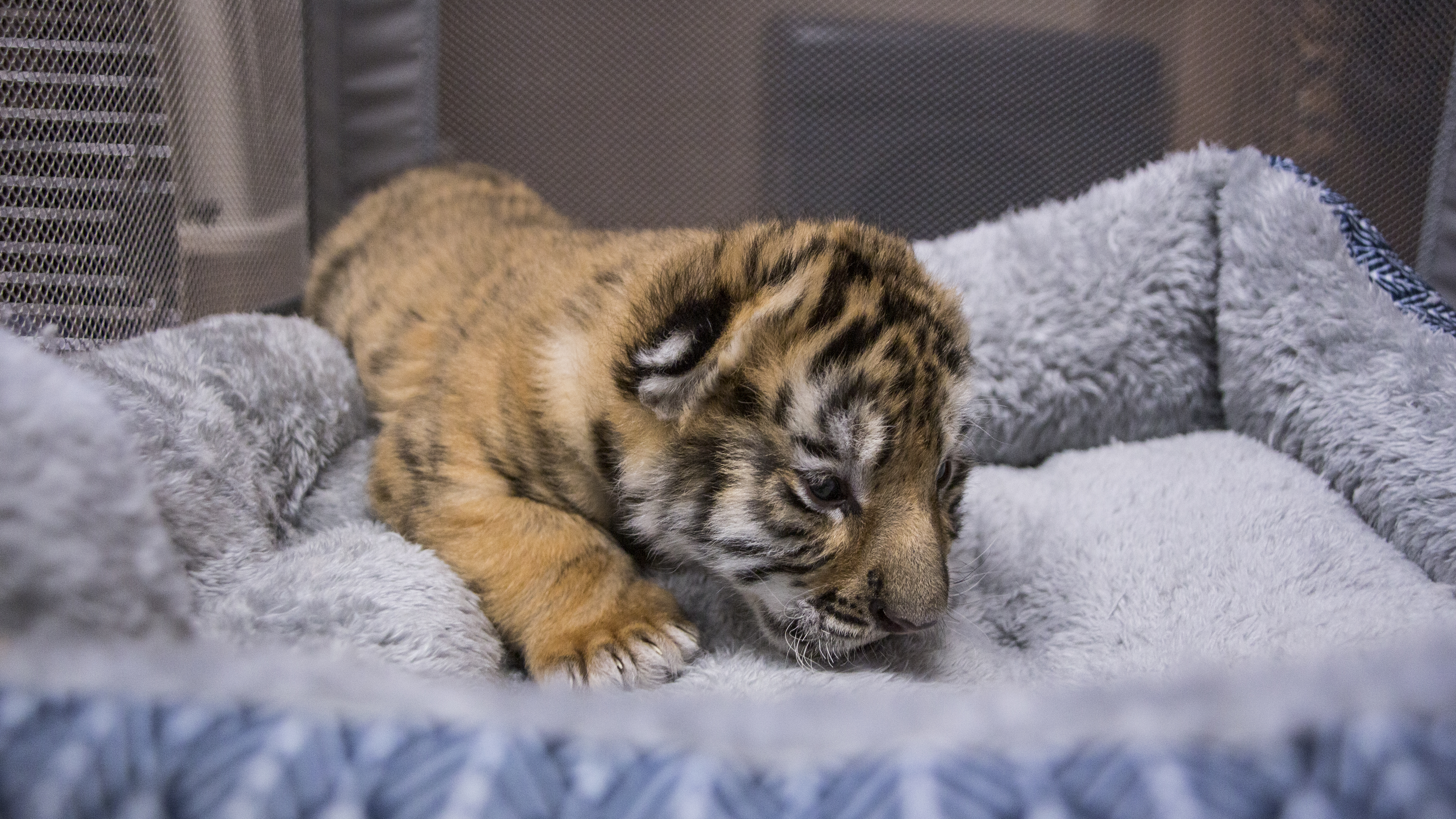 Tiger Creek Animal Sanctuary to introduce three tiger cubs to public