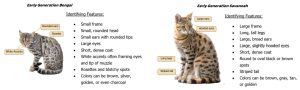 Wild Cat Hybrid Identification Sheet