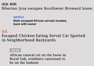 Small Exotic Cat Crisis headlines